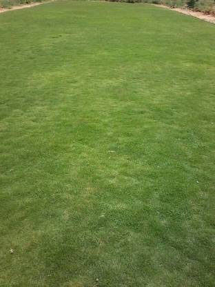 NATURAL LIVE G2 Grass Seed Seed