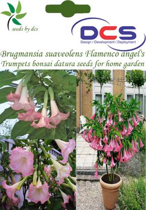 DCS Brugmansia suaveolens Flamenco angel's Trumpets Seed