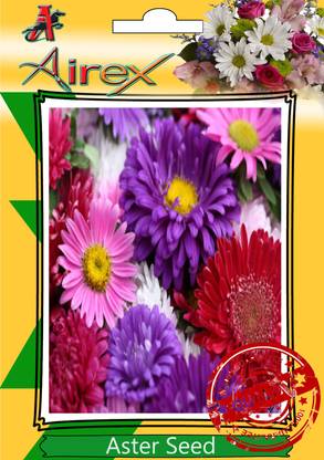 Airex Aster Seed