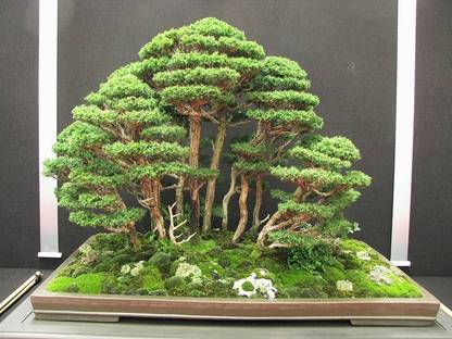 Vsquare Retail Imported Red Cedar Bonsai Tree Seed