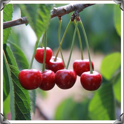 Vsquare Retail Japanese Cherry Blossom Bonsai Fruits Tree Seed