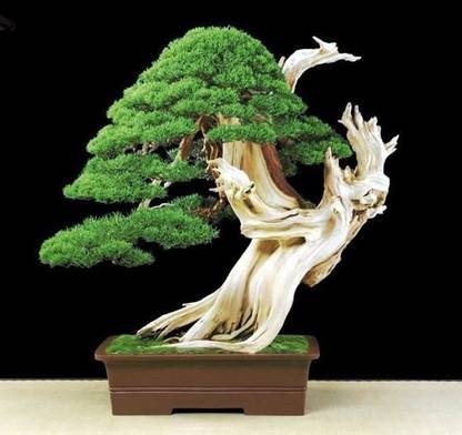 Vsquare Retail Bonsai Juniper Tree Seed