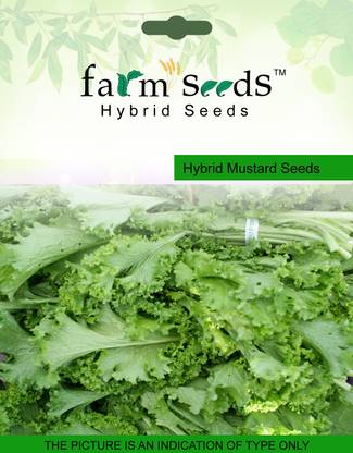 Farm Seeds Hybrid Mustard Seed