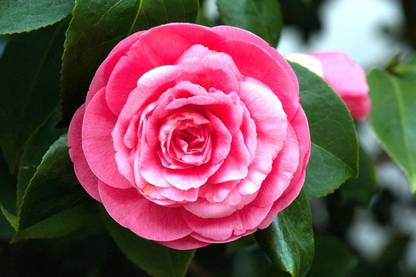 E Garden Middlemist red Seed