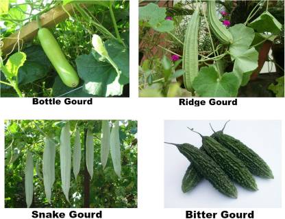 Easy Gardening Bottle Gourd, Ridge Gourd, Bitter Gourd, Snake Gourd Seed