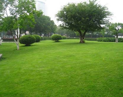 NATURAL LIVE Bermuda Grass Seed (1000 Seed) Seed