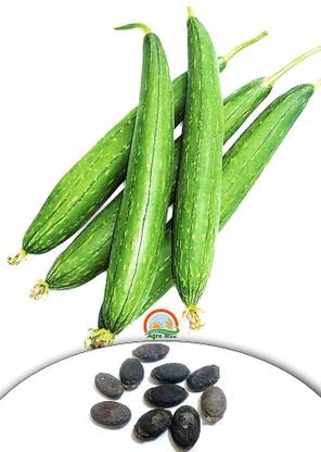 Agro Max Sponge Gourd, Turai, Turaiya, Gilki, Chikni, Galka Seed