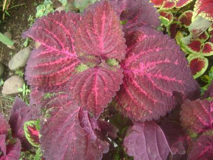 SaaHeli Mayana Plant Seeds Seed
