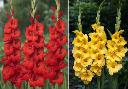 Easy Gardening Gladiolus Bulbs Seed