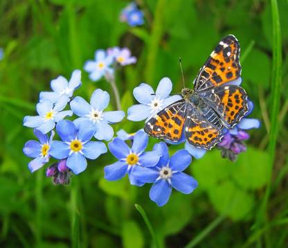 E Garden FORGET-ME-NOT Seed