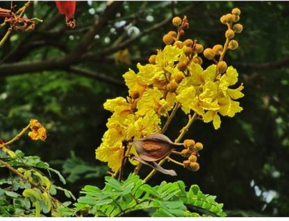 Agricart Yellow Gold Mohar Tree Seed