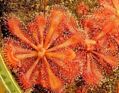 NATIONAL GARDENS Sundew Seeds - Drosera spatulata by National Gardens Seed