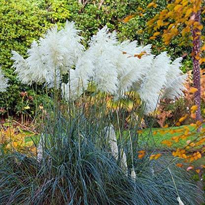 Futaba Rare White Pampas Grass Flower Seed