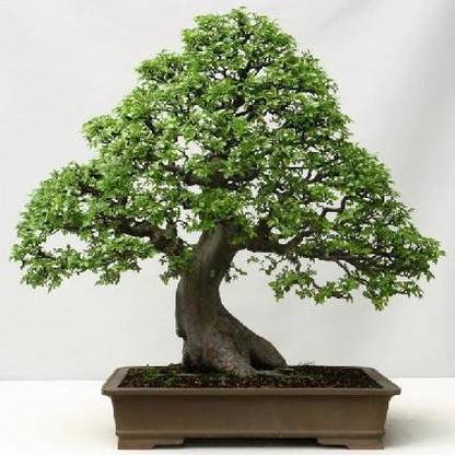 NATIONAL GARDENS Chinese Elm Bonsai Seeds by National Gardens Seed
