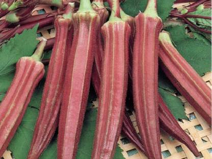 NATIONAL GARDENS Exotic Red Ladies Finger (Red Okra) Seed