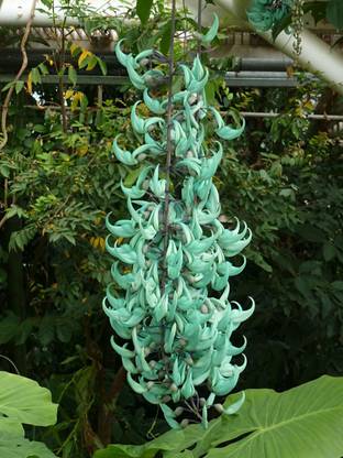 Nooelec India Jade Wine Seed