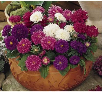 Agricart Pan American Aster Pot And Patio Mix Seed