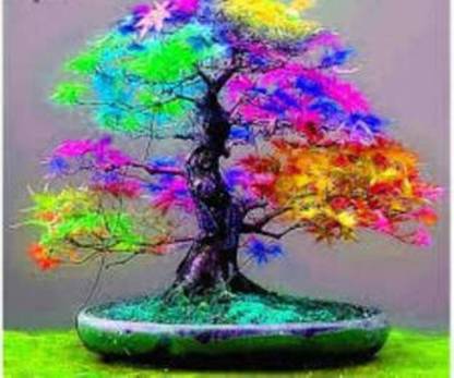 ROSEMERC maple Seed
