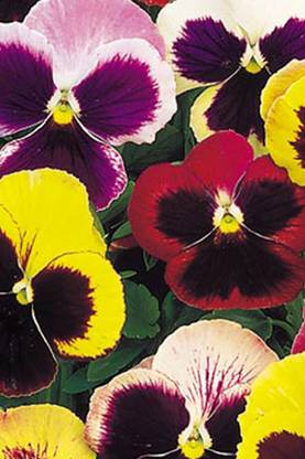 Seedlings india Pansy Swiss Giants Imperial Mix Seed