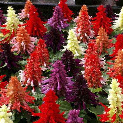 Nooelec India Salvia Splendens F1 Mixed Seed