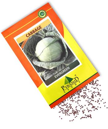 Pyramid Seeds Cabbage Seed