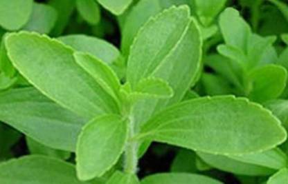 Seedbazaar Stevia Seed