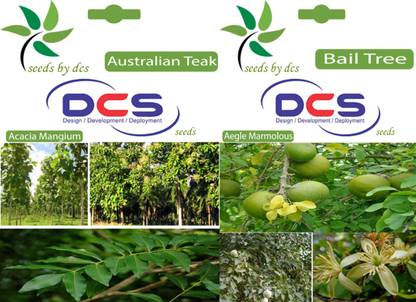 DCS Australian Teak & Bail tree Seeds Seed