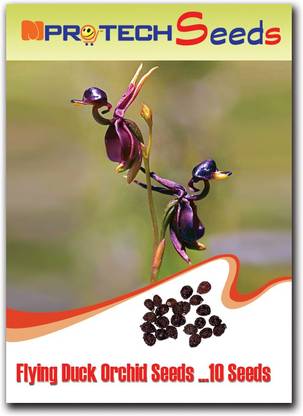 MPRO-TECH Flying Duck Seed