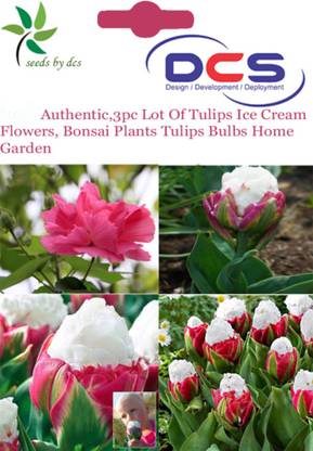 DCS Tulips Seed