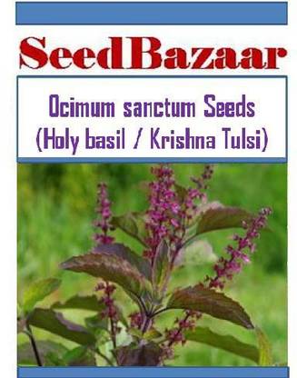 Seedbazaar Tulsi, Krishna Tulsi, Holy Basil, Ocimum sanctum, Black Tulsi Seed