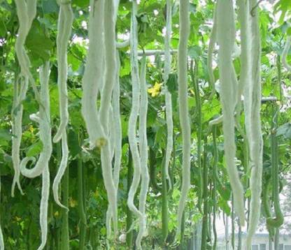 NATIONAL GARDENS Snake Gourd Seed