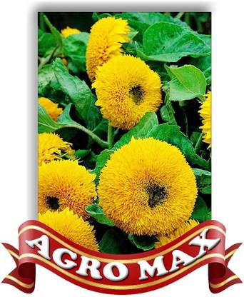 Agro Max Sunflower Seed
