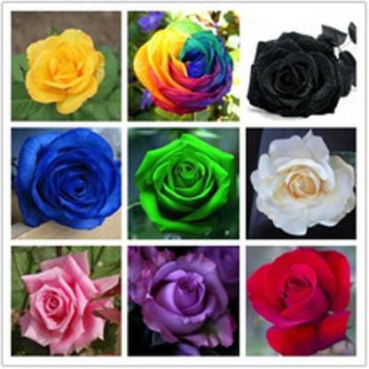 ROSEMERC Rose Seed