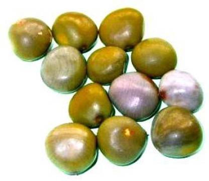 ShubhBhakti Sagar Goti - Latakaranj Seed