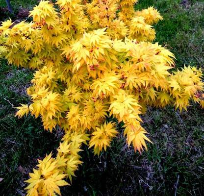 Futaba Yellow Maple Seeds Seed