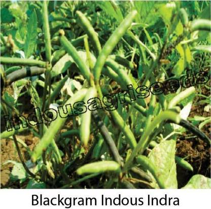 Indous Agriseeds Black Gram 18000 seeds per packet Seed