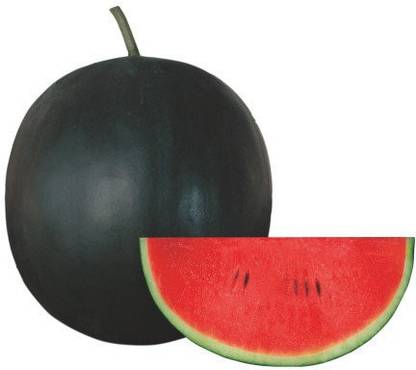 Amir Enterprises Watermelon Seed