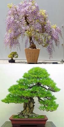 Rainbow Spring Seeds Bonsai Wisteria Tree And Pinus Thunbergii Tree Seed