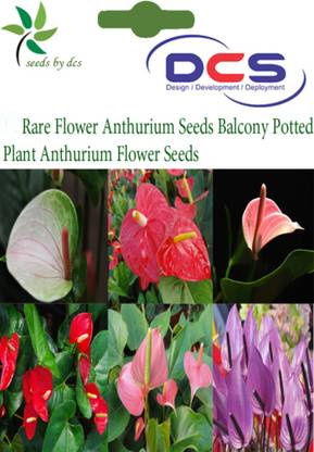 DCS Anthurium Seed