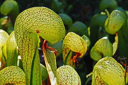 E Garden Cobra Lily Seed