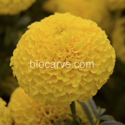Biocarve Marigold Taishan Yellow Seed