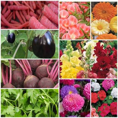 Biocarve All Garden Flower Kit and Vegetables Seed