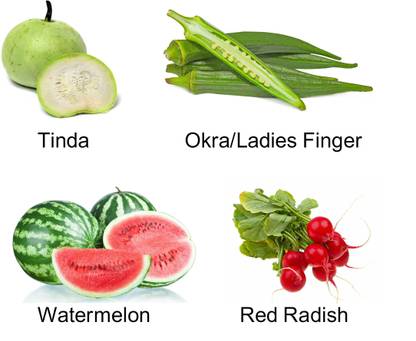 Easy Gardening Tind, Okra / Ladies Finger, Watermelon, Red Radish Seed