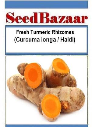 Seedbazaar Haldi, Curcuma longa, Turmeric Seed