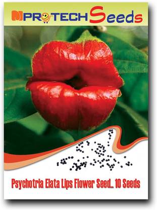 MPRO-TECH Psychotria Elata Seeds Flower Of Lips Like Sexy Lips Seed