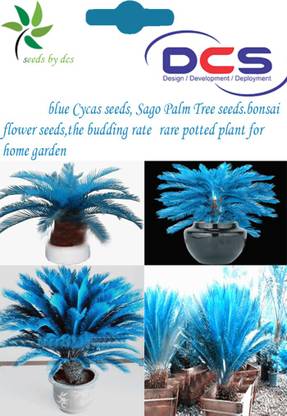 DCS Blue Cycas seeds Seed