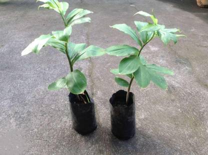 Seedbazaar Costus igneus Seed