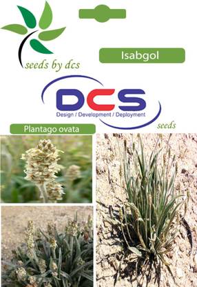 DCS Isabgol Tree Seed
