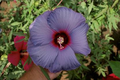 E Garden Dinner-plate Hibiscus Seed