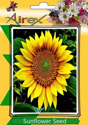 Airex Sunflower Seed